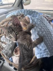 Lost Male Cat last seen 4th & Cook Avenues, White Bear Lake, MN, White Bear Lake, MN 55110