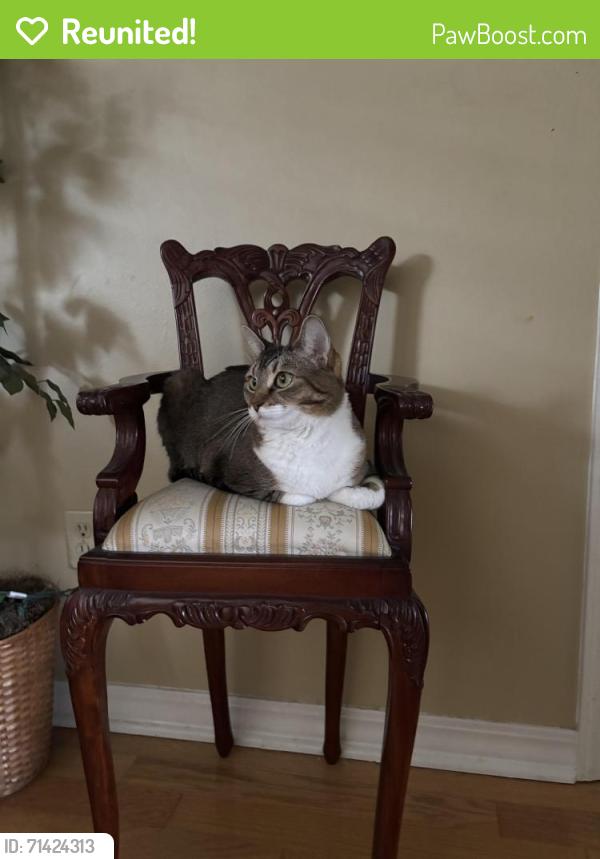 Reunited Female Cat last seen Pisgah Drive and Pearl Lake Causeway, Altamonte Springs, FL 32714
