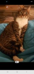 Lost Female Cat last seen Windfern Forest Drive, Houston, TX 77040