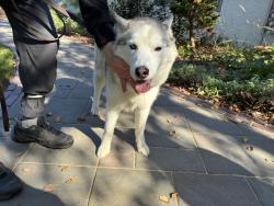 Reunited Female Dog last seen Bembridge Road and Kirkley Road, Columbus, OH 43221