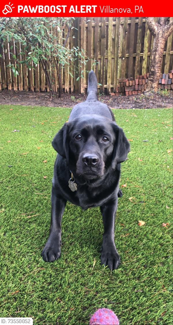 Lost Female Dog last seen Spring Mill and Old Gulph, Villanova, PA 19085