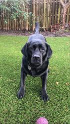 Lost Female Dog last seen Spring Mill and Old Gulph, Villanova, PA 19085