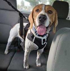 Reunited Male Dog last seen Hart st, Los Angeles, CA 91335