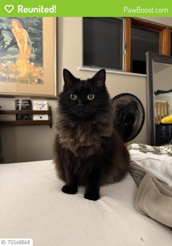Reunited Female Cat last seen Near Harmony Road Baden PA 15005, Baden, PA 15005
