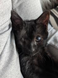 Shelter Stray Female Cat last seen NE 162nd Ave/ E Burnside St, PORTLAND, OR, 97230, 1700 W Historic Columbia River Hwy, Troutdale, OR 97060, USA