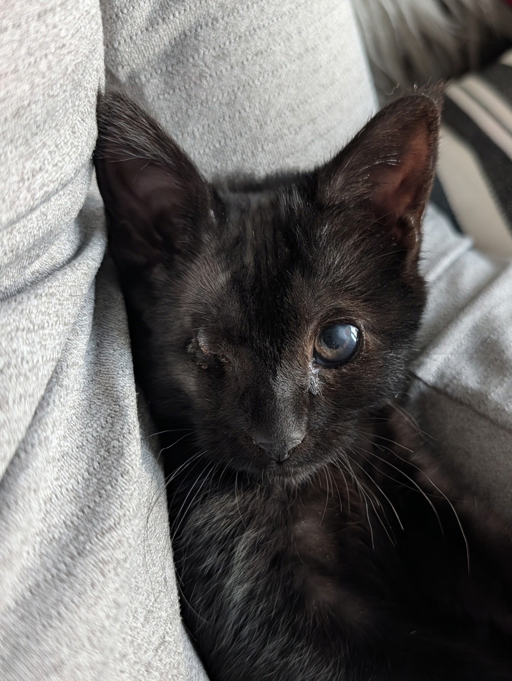 Shelter Stray Female Cat last seen NE 162nd Ave/ E Burnside St, PORTLAND, OR, 97230, 1700 W Historic Columbia River Hwy, Troutdale, OR 97060, USA