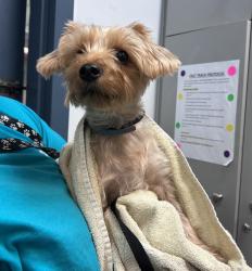 Shelter Stray Female Dog last seen Apt 1A,218 W 104th Street, NEW YORK, NY, 10025, 326 E 110th St, New York, NY 10029, USA