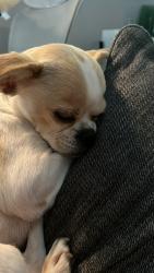 Lost Female Dog last seen Near rainy River dr, Houston, TX 77088