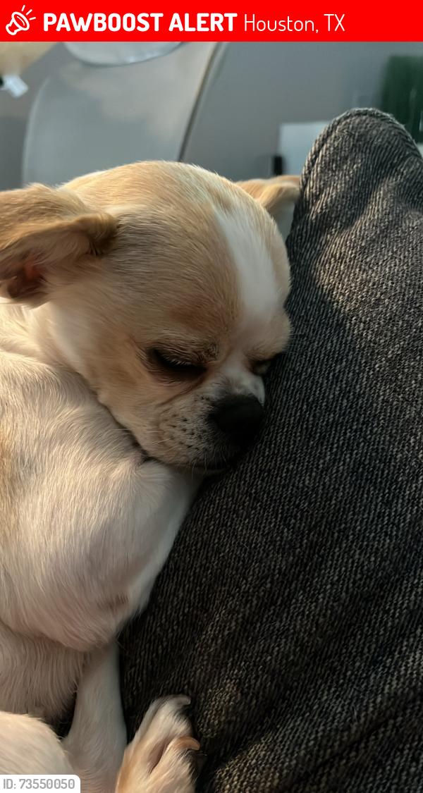 Lost Female Dog last seen Near rainy River dr, Houston, TX 77088