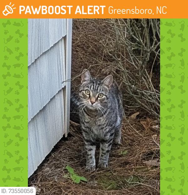 Found/Stray Unknown Cat last seen Nandina Dr Greensboro NC, Greensboro, NC 27455