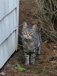 Found/Stray Unknown Cat last seen Nandina Dr Greensboro NC, Greensboro, NC 27455