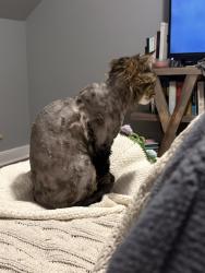 Reunited Male Cat last seen Blake st cemetery, New Haven, CT 06515