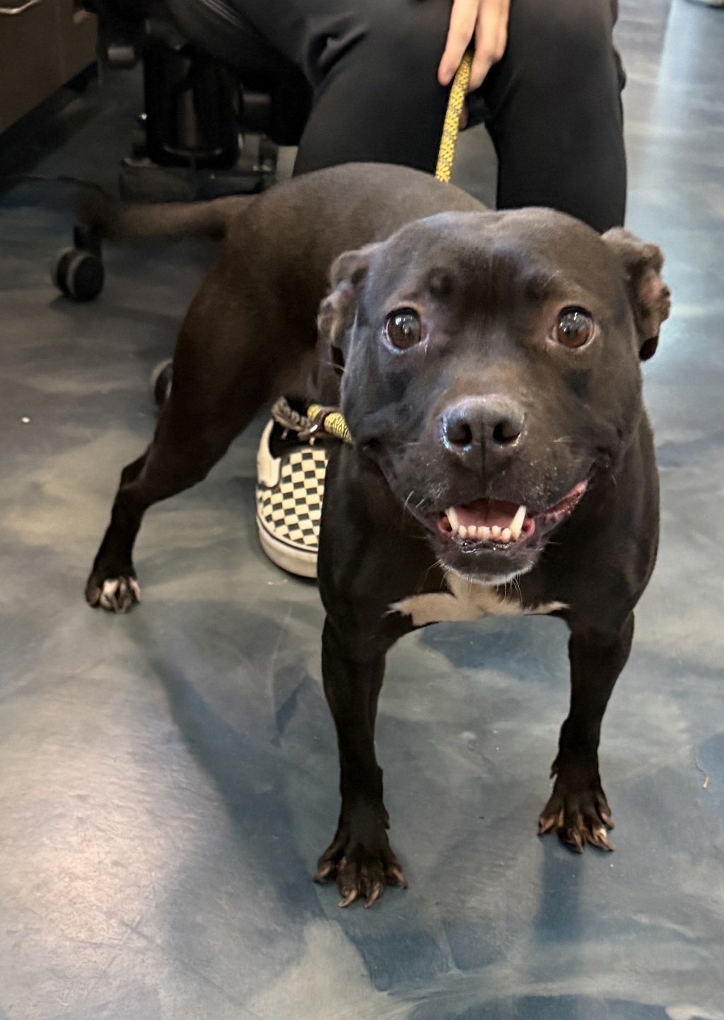 Shelter Stray Female Dog last seen Near Rockwell Street, PONTIAC, MI, 48341, 1200 N Telegraph Building 42E, Pontiac, MI 48340, USA