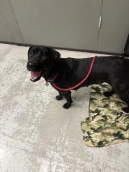 Shelter Stray Female Dog last seen Near W 5600 S, Kearns Township, UT, 84118, 511 W 3900 S, Salt Lake City, UT 84123, USA