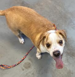 Shelter Stray Male Dog last seen Near E Vine Street, MURRAY CITY, UT, 84107, 511 W 3900 S, Salt Lake City, UT 84123, USA