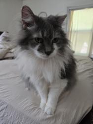 Lost Male Cat last seen Homer Terr and Colonial Ave, Union, NJ 07083