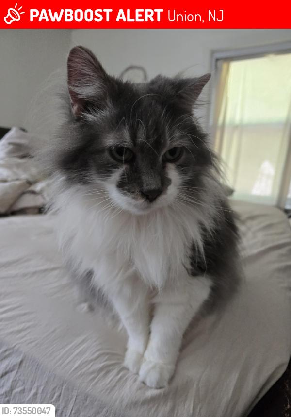 Lost Male Cat last seen Homer Terr and Colonial Ave, Union, NJ 07083