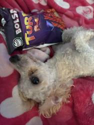 Lost Male Dog last seen Cross Street, Houston, TX 77073