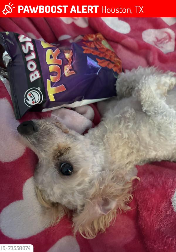 Lost Male Dog last seen Cross Street, Houston, TX 77073