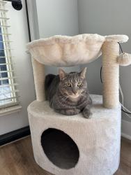 Lost Male Cat last seen Near west 1st avenue, Columbus, OH 43212