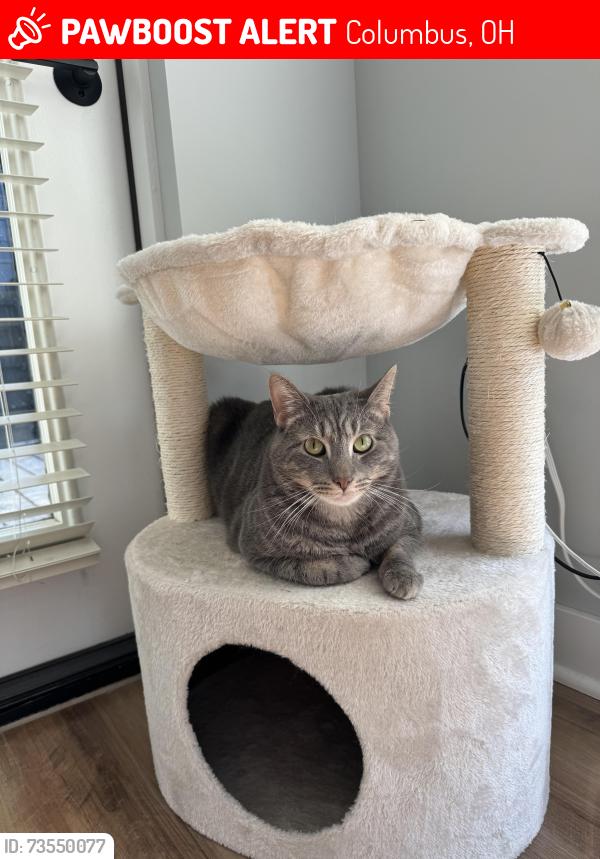 Lost Male Cat last seen Near west 1st avenue, Columbus, OH 43212
