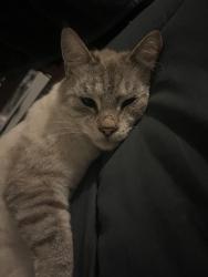 Reunited Male Cat last seen Near traillwood ct, Nashville, TN 37214