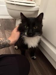 Reunited Male Cat last seen 3rd Ave SE & meridian AVE S, Everett, WA 98204