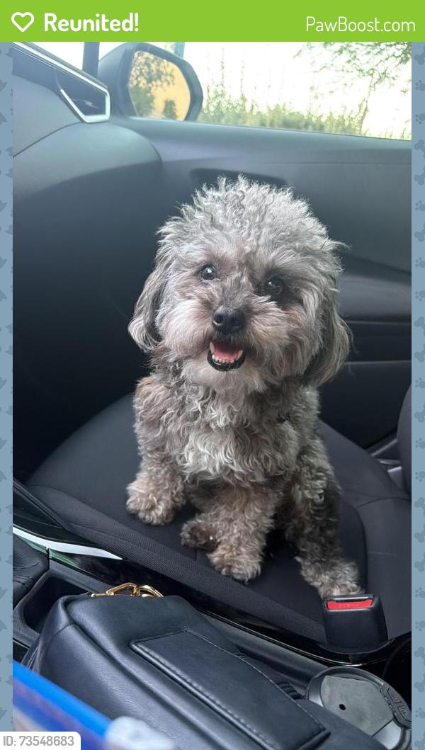 Reunited Male Dog last seen Near Peridot St, Las Vegas, NV 89121, EE. UU., Las Vegas, NV 89121