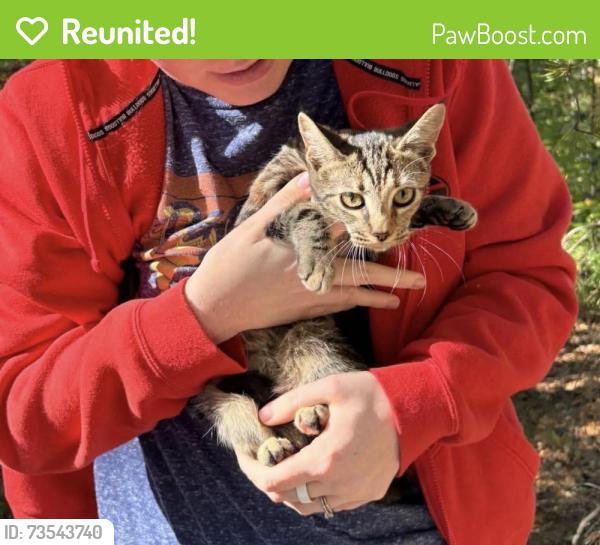 Reunited Female Cat last seen Rocky Top Rd, Lenoir City, TN 37771, USA, Lenoir City, TN 37771