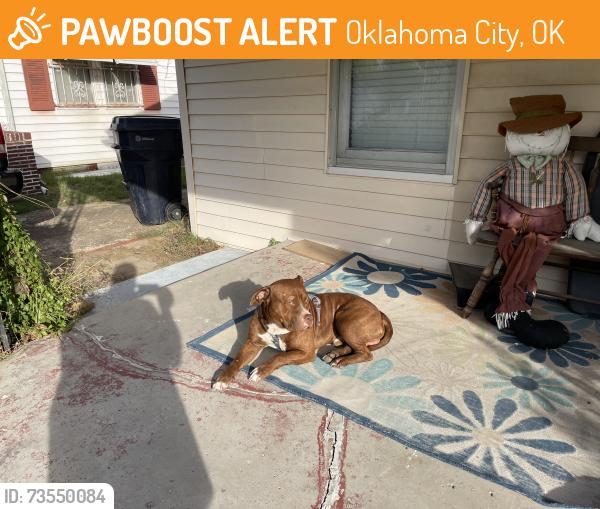 Found/Stray Male Dog last seen Nw 17th and Woodward, Oklahoma City, OK 73107
