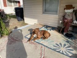 Found/Stray Male Dog last seen Nw 17th and Woodward, Oklahoma City, OK 73107