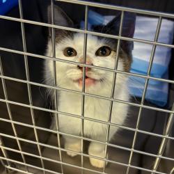Shelter Stray Unknown Cat last seen , 980 Guilford College Rd, Greensboro, NC 27409, USA