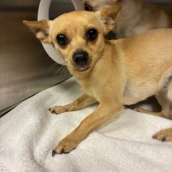 Shelter Stray Female Dog last seen , 980 Guilford College Rd, Greensboro, NC 27409, USA