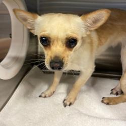 Shelter Stray Female Dog last seen , 980 Guilford College Rd, Greensboro, NC 27409, USA