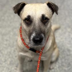 Shelter Stray Male Dog last seen , 1395 1st St, Coronado, CA 92118, USA
