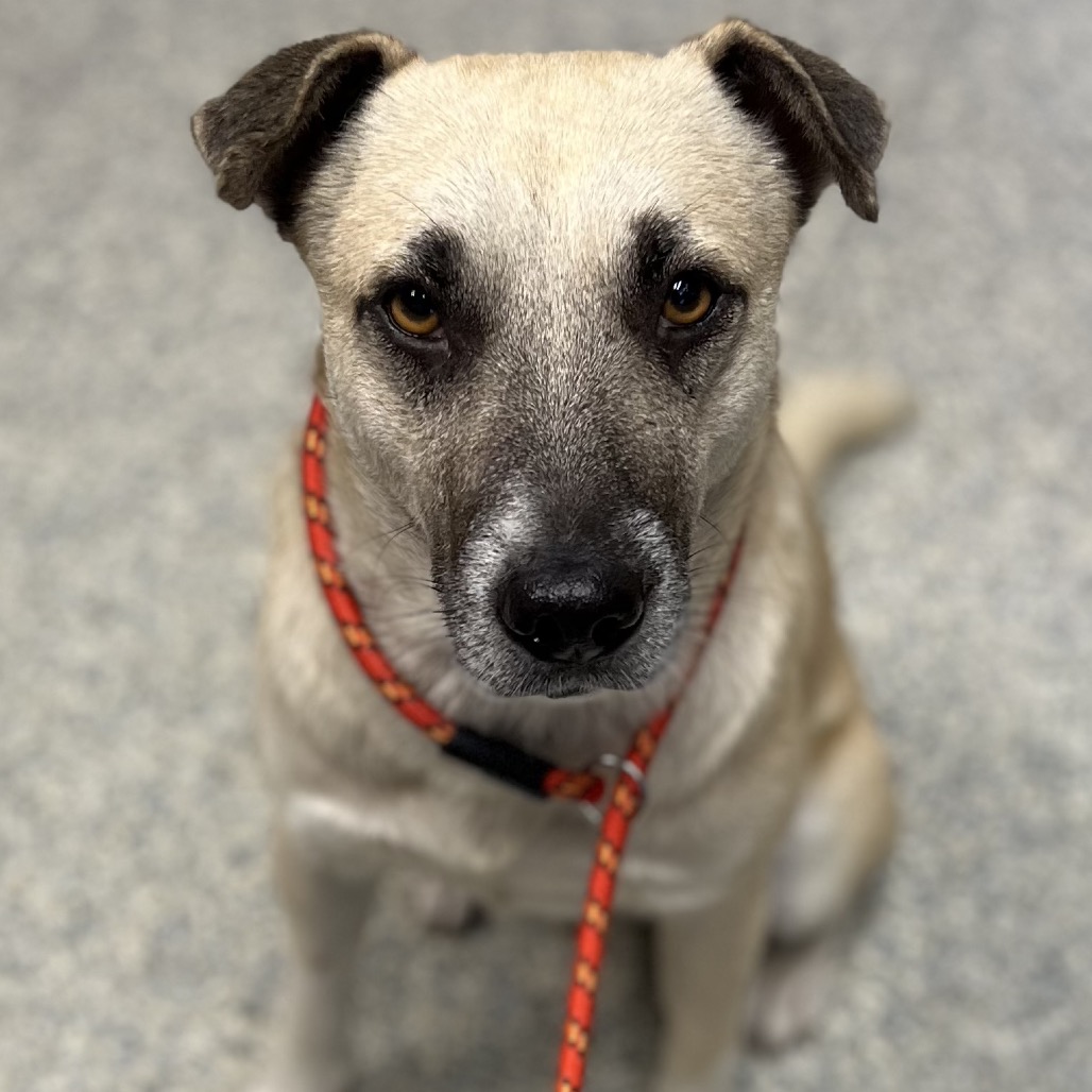 Shelter Stray Male Dog last seen , 1395 1st St, Coronado, CA 92118, USA