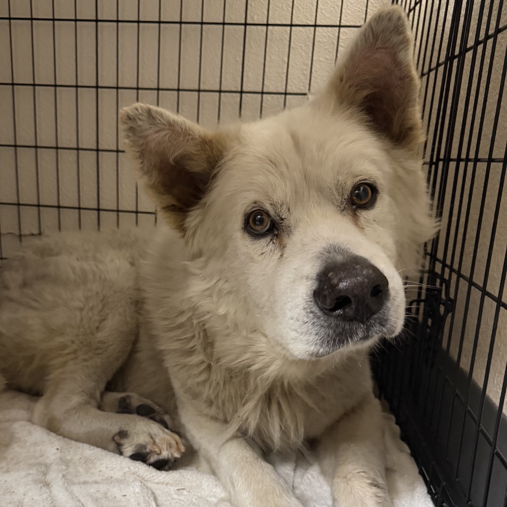 Shelter Stray Male Dog last seen , 1395 1st St, Coronado, CA 92118, USA