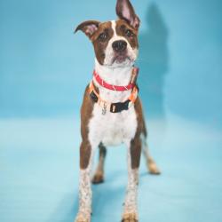 Shelter Stray Female Dog last seen , 8020 Washington St, Port Richey, FL 34668, USA