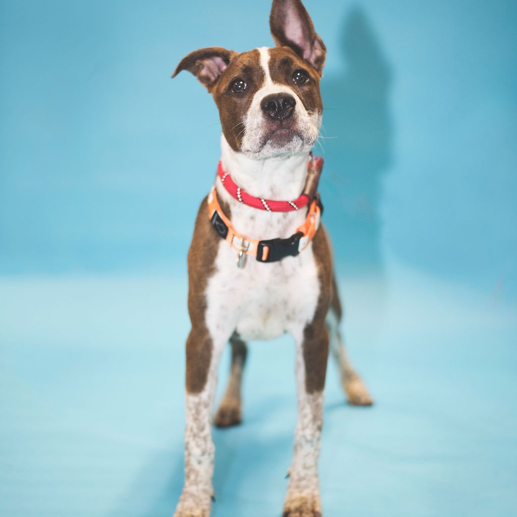 Shelter Stray Female Dog last seen , 8020 Washington St, Port Richey, FL 34668, USA