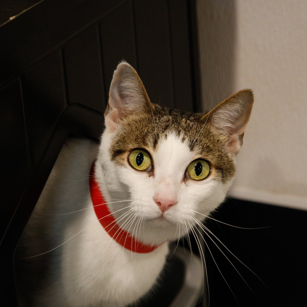 Shelter Stray Female Cat last seen , 3607 N Armenia Ave, Tampa, FL 33607, USA