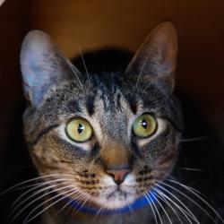 Shelter Stray Male Cat last seen , 3607 N Armenia Ave, Tampa, FL 33607, USA