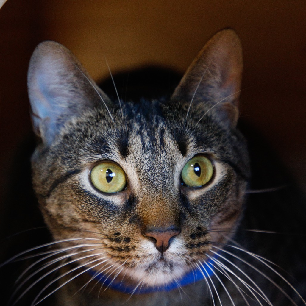 Shelter Stray Male Cat last seen , 3607 N Armenia Ave, Tampa, FL 33607, USA