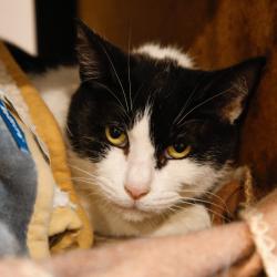 Shelter Stray Female Cat last seen , 3607 N Armenia Ave, Tampa, FL 33607, USA