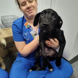 Shelter Stray Female Dog last seen , 3100 Deats Rd, Dickinson, TX 77539, USA