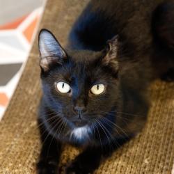 Shelter Stray Female Cat last seen , 3607 N Armenia Ave, Tampa, FL 33607, USA