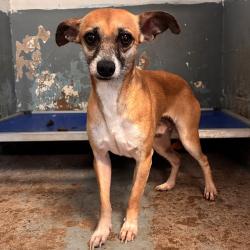 Shelter Stray Male Dog last seen , 2451 N Expressway 281, Edinburg, TX 78541, USA