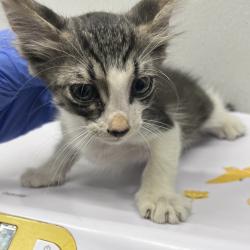 Shelter Stray Male Cat last seen , 3607 N Armenia Ave, Tampa, FL 33607, USA