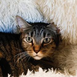Shelter Stray Male Cat last seen , 3607 N Armenia Ave, Tampa, FL 33607, USA