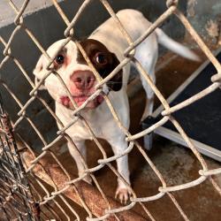 Shelter Stray Male Dog last seen , 2451 N Expressway 281, Edinburg, TX 78541, USA