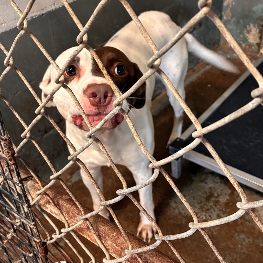 Shelter Stray Male Dog last seen , 2451 N Expressway 281, Edinburg, TX 78541, USA
